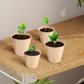 Vasos Ecopeat Biodegradáveis para Germinação e Transplante Fácil
