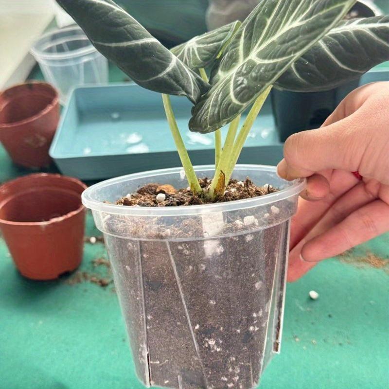 Zestaw Clear Sprout przezroczystych doniczek do łatwej kontroli korzeni i zdrowych roślin