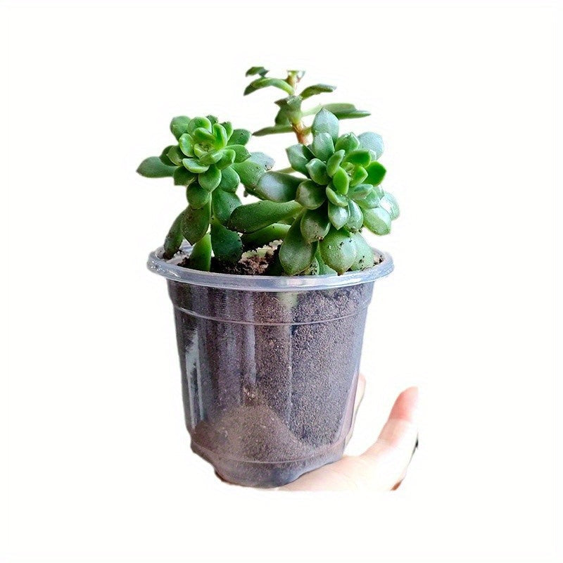 Rootview Set Clear Seedling Planters, 15-Pack for Easy Root Observation