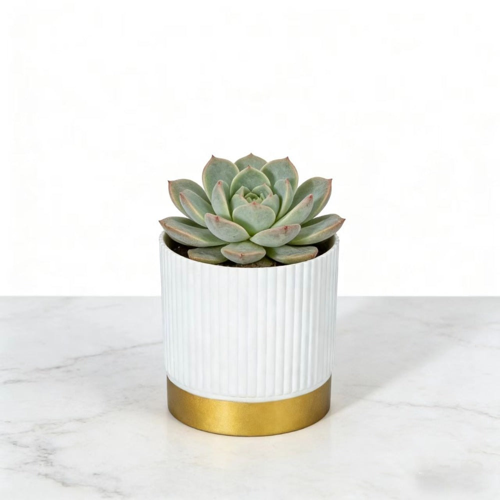 Nordipot Patterned Planter for Sophisticated Indoor Plant Displays