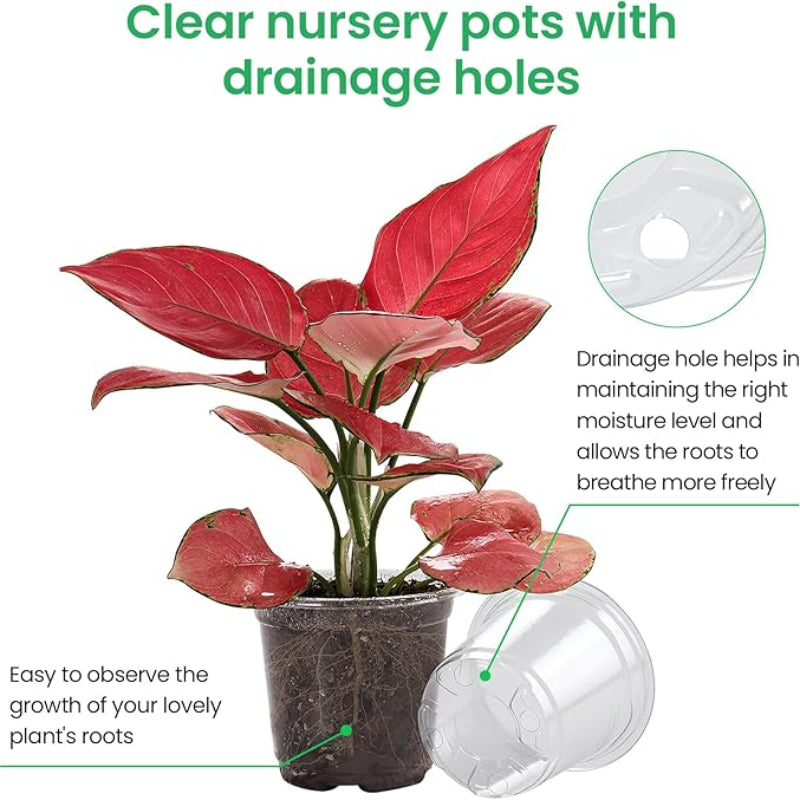 Rootview Set Clear Seedling Planters, 15-Pack for Easy Root Observation