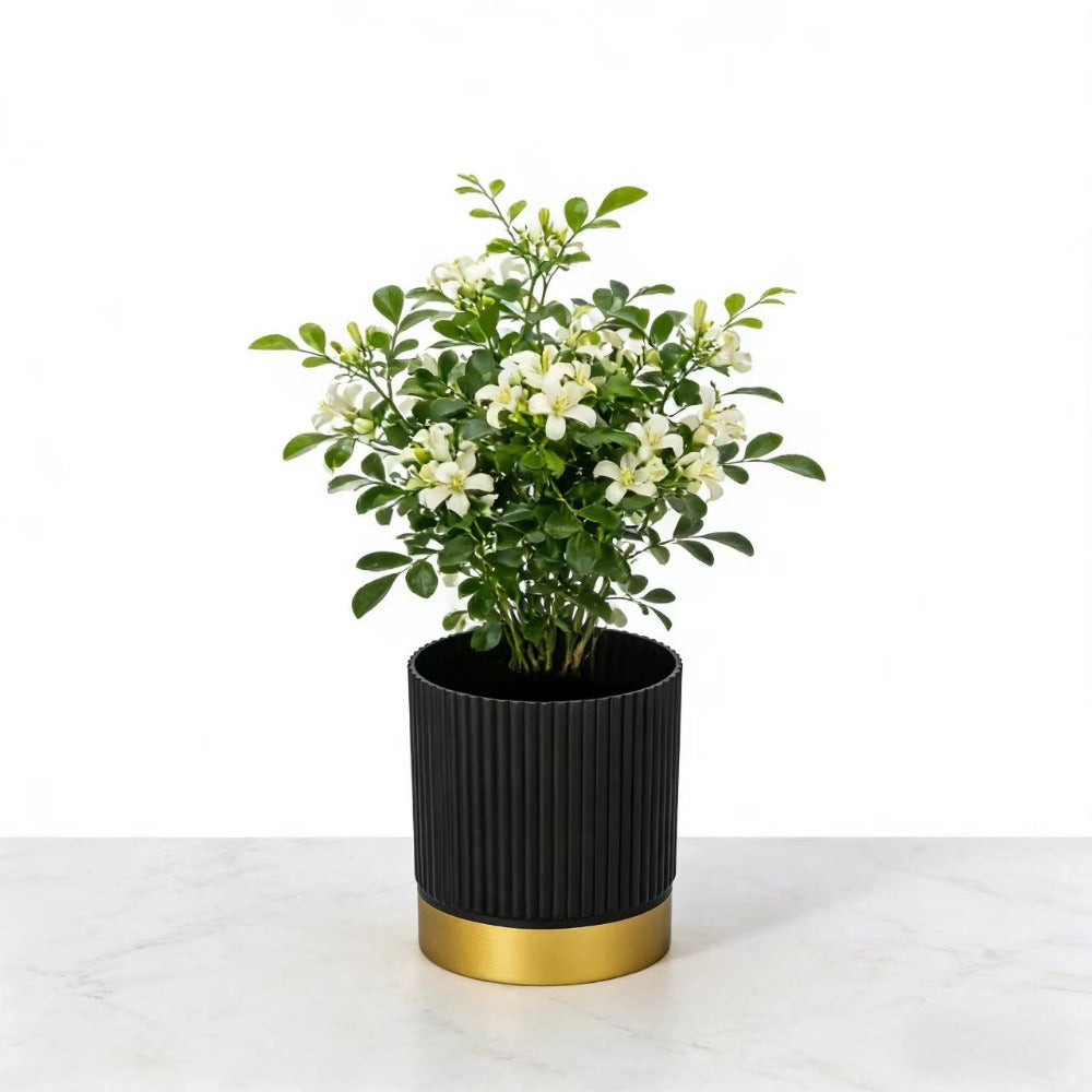Nordipot Patterned Planter for Sophisticated Indoor Plant Displays