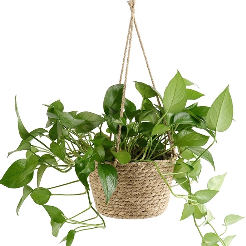 Colgador de Plantas Macramé LumaWeave para Orquídeas y Plantas de Interior Cuerda Rústica Artesanal