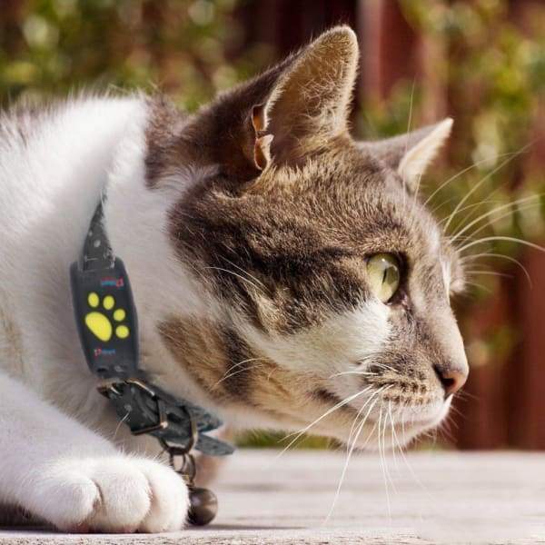 תג GPS קטן לחתול WhiskerTag מיקום קולר בזמן אמת