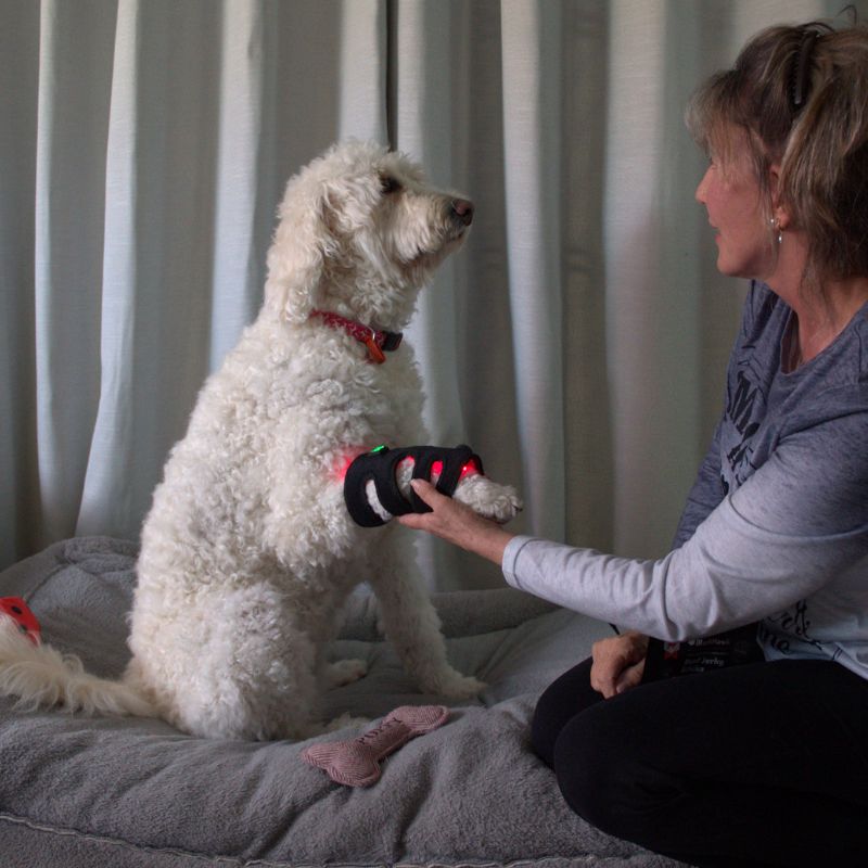 Red Light Duo Daily Leg Wrap Dogs Home Comfort At Home