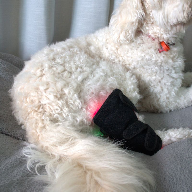 Red Light Duo Daily Leg Wrap Dogs Home Comfort At Home