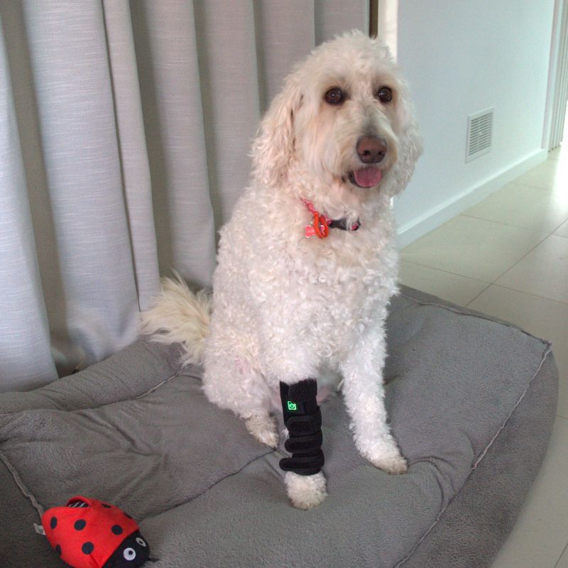Red Light Duo Daily Leg Wrap Dogs Home Comfort At Home