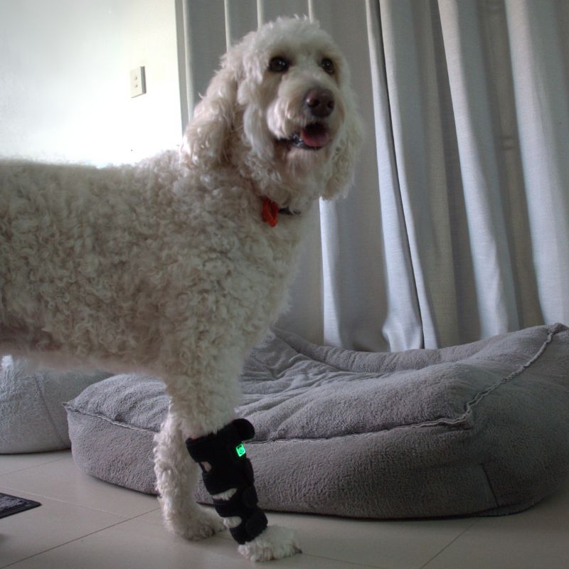 Red Light Duo Daily Leg Wrap Dogs Home Comfort At Home