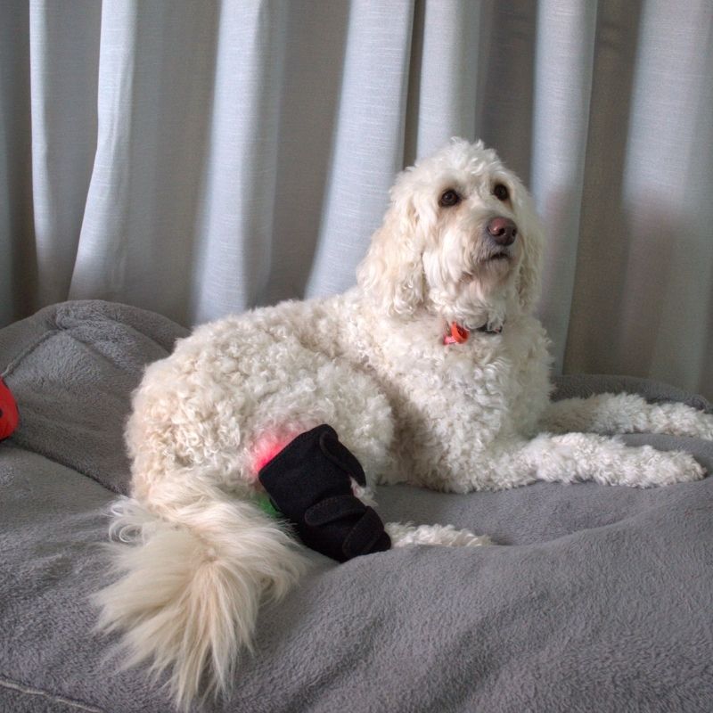 Red Light Duo Daily Leg Wrap Dogs Home Comfort At Home