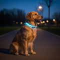 LumaPaw LED-säkerhetshalsband för hund med 360 graders synlighet och justerbar passform