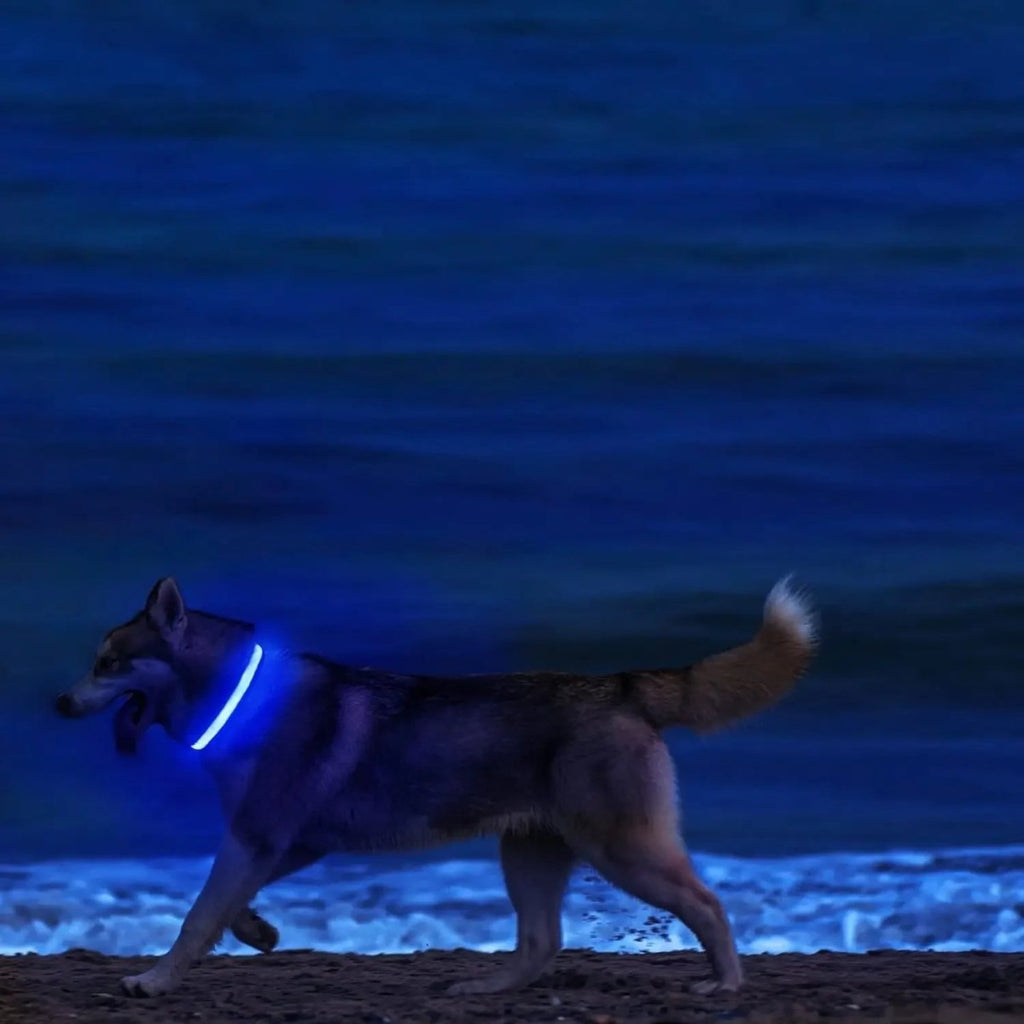 LumaPaw LED-säkerhetshalsband för hund med 360 graders synlighet och justerbar passform