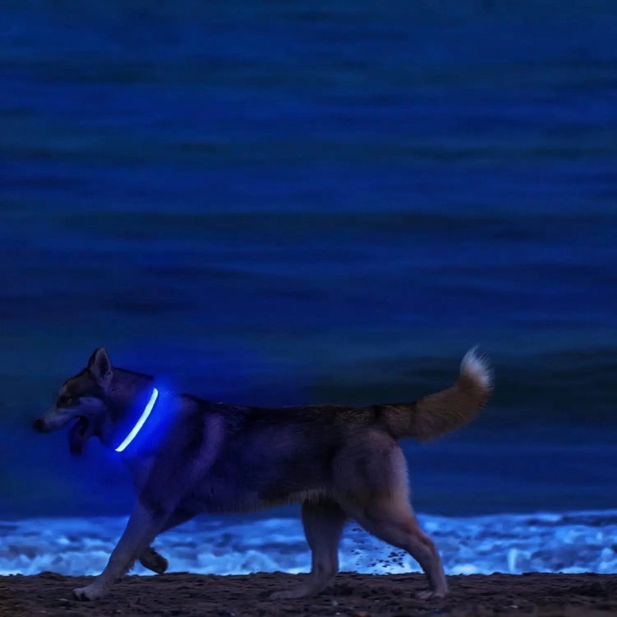 LumaPaw LED-säkerhetshalsband för hund med 360 graders synlighet och justerbar passform