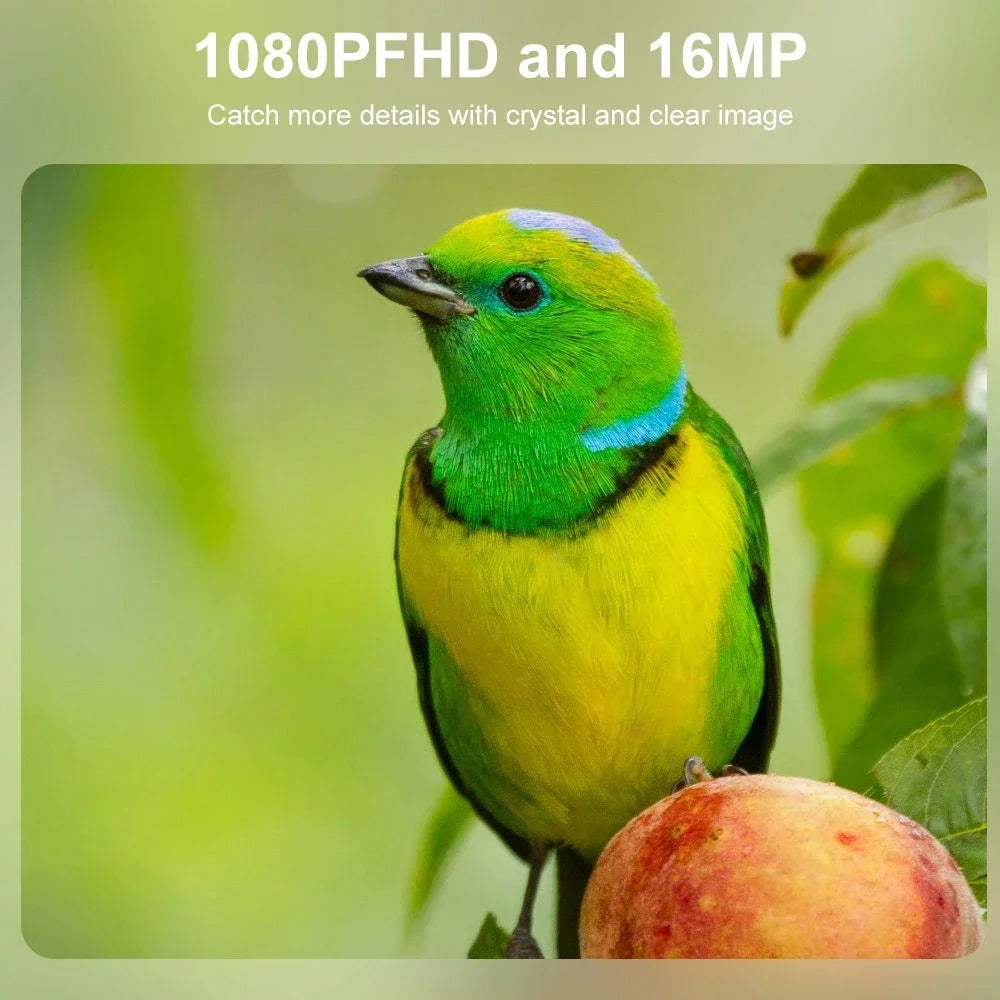 Weatherproof Infrared Night Vision Trail Camera For Wildlife Monitoring