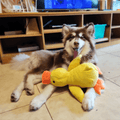 CuddleQuack Plyschleksak för hundar hållbar mjuk kvackande anka komfort