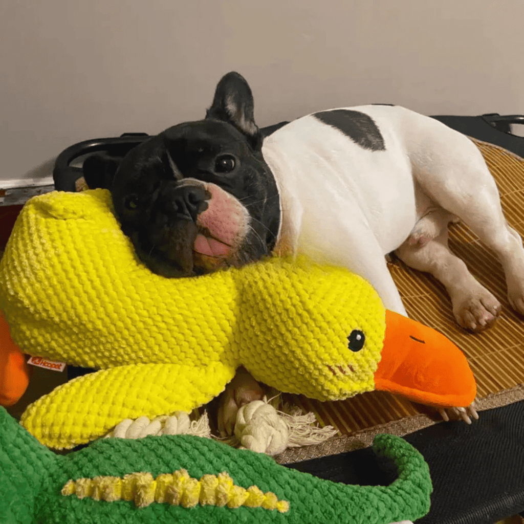 CuddleQuack Plyschleksak för hundar hållbar mjuk kvackande anka komfort