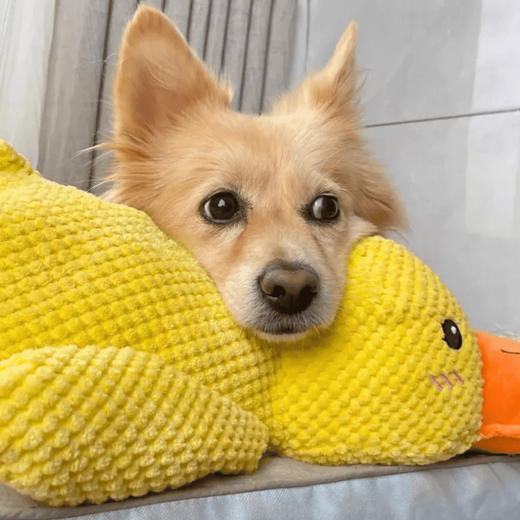 CuddleQuack Plyschleksak för hundar hållbar mjuk kvackande anka komfort
