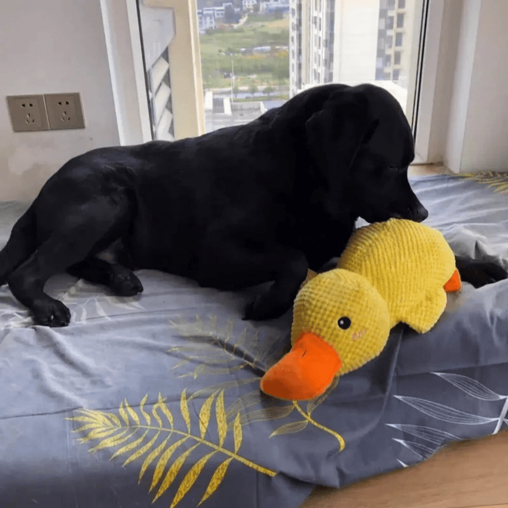 CuddleQuack Plyschleksak för hundar hållbar mjuk kvackande anka komfort