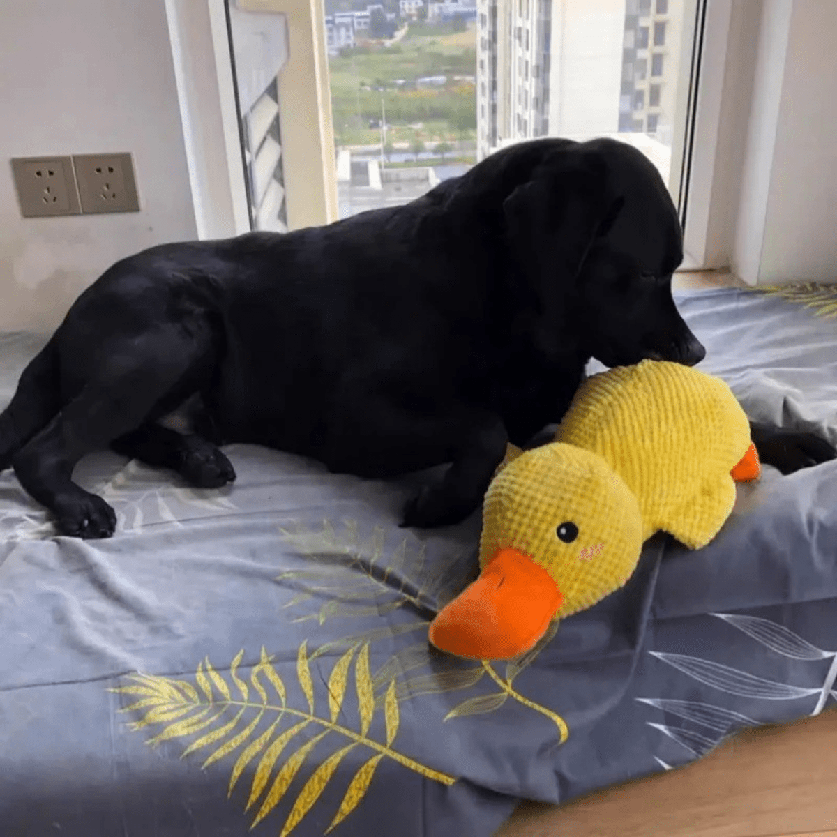 CuddleQuack Plyschleksak för hundar hållbar mjuk kvackande anka komfort