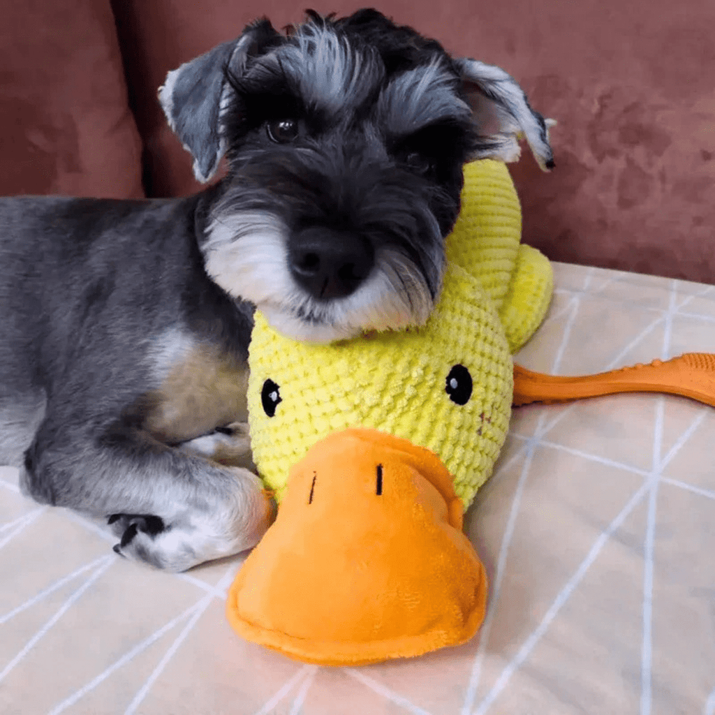 CuddleQuack Plyschleksak för hundar hållbar mjuk kvackande anka komfort