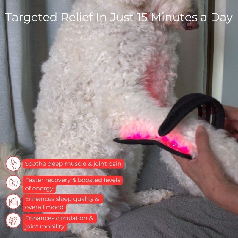 Red Light Duo Daily Leg Wrap Dogs Home Comfort At Home