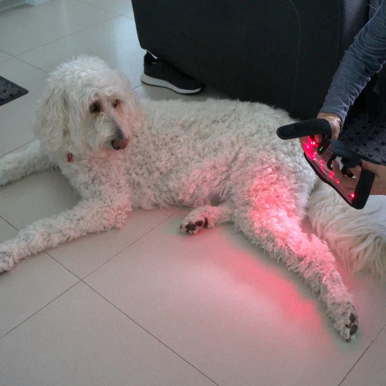 Red Light Duo Daily Leg Wrap Dogs Home Comfort At Home