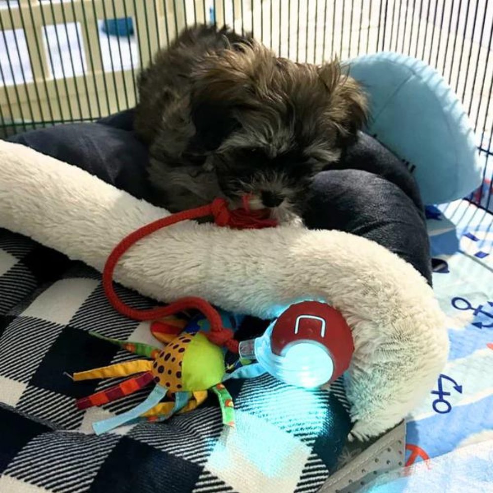 SwiftOrbit Self-Propelled Ball Toy For Dogs Engaging Play And Anxiety Relief