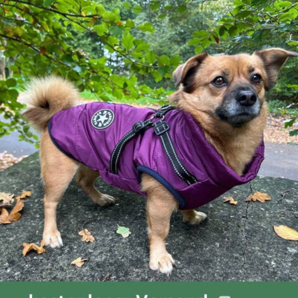 DryPaw Waterproof Coat For Dogs In Rainy And Cold Weather