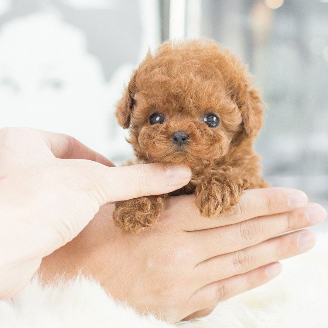 AstraPup Cachorro Robótico Inteligente: Camina, Ladra y Mueve la Cola para Niños