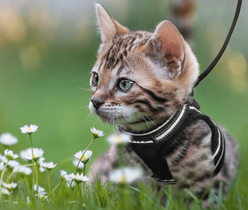 TrailTide Escape-Proof Cat Harness With Reflective Details