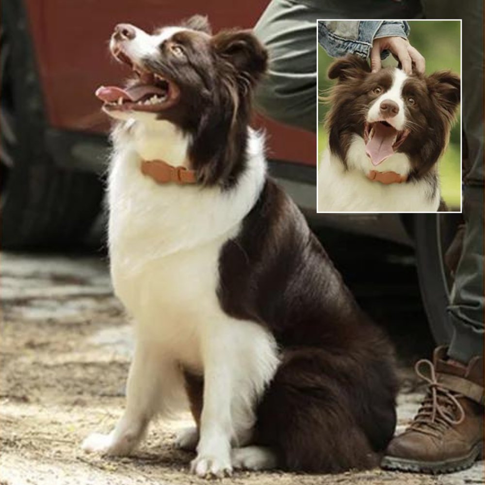 LuxeLeather AirTag Collar For Pets And Canines Classic Leather