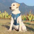 Imbracatura Antitrazione PawsControl per Cani per Passeggiate Quotidiane di Tutte le Razze