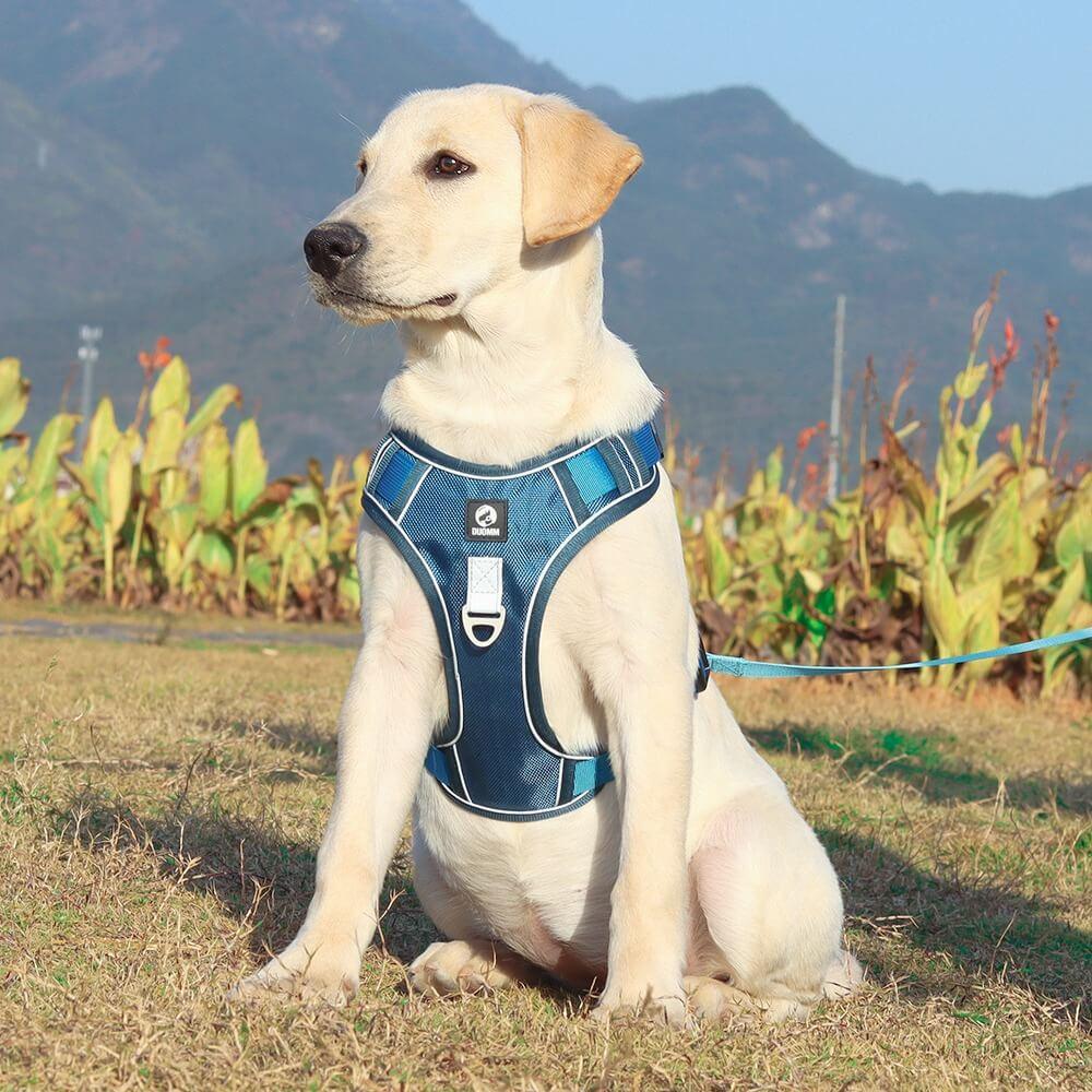 Imbracatura Antitrazione PawsControl per Cani per Passeggiate Quotidiane di Tutte le Razze