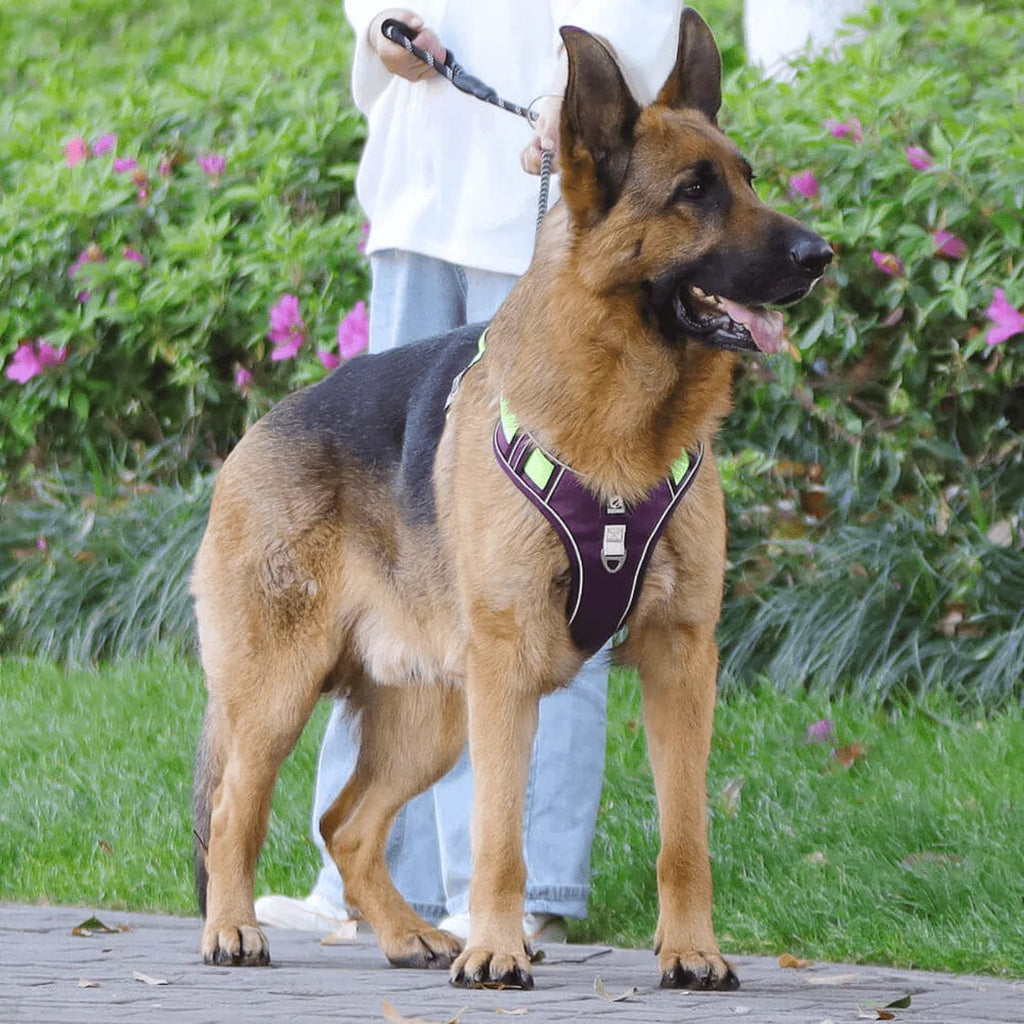 Imbracatura Antitrazione PawsControl per Cani per Passeggiate Quotidiane di Tutte le Razze