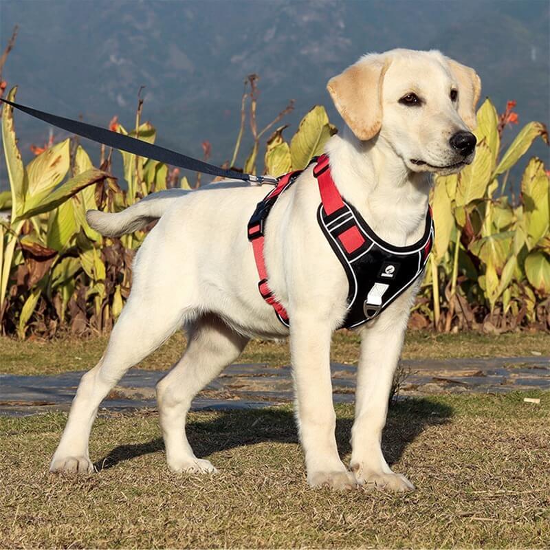 Imbracatura Antitrazione PawsControl per Cani per Passeggiate Quotidiane di Tutte le Razze
