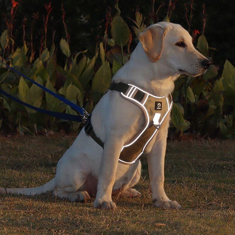 Imbracatura Antitrazione PawsControl per Cani per Passeggiate Quotidiane di Tutte le Razze