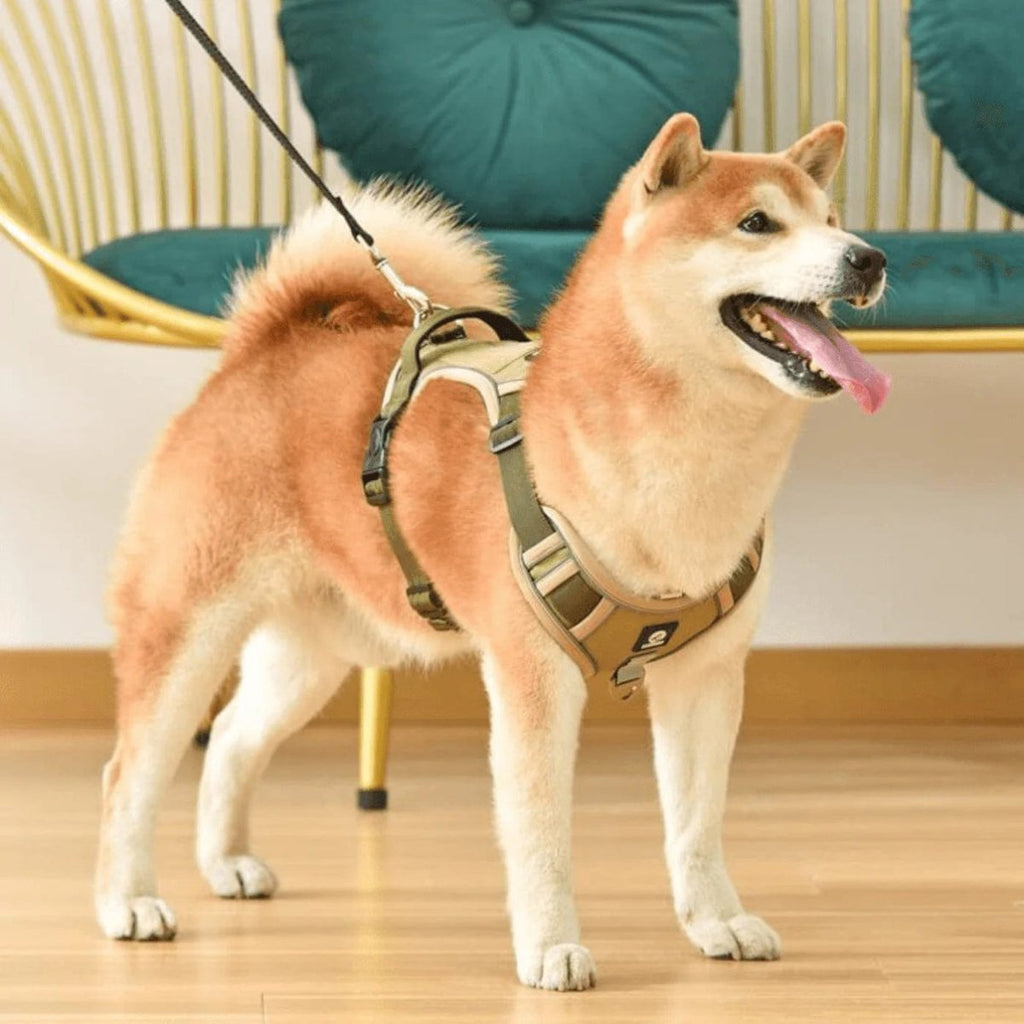 Imbracatura Antitrazione PawsControl per Cani per Passeggiate Quotidiane di Tutte le Razze