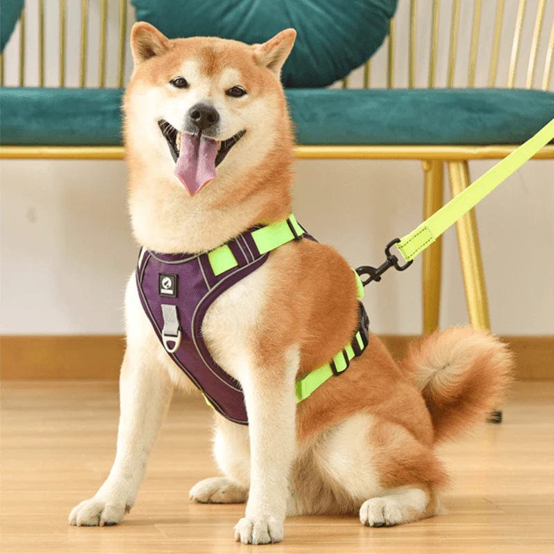 Imbracatura Antitrazione PawsControl per Cani per Passeggiate Quotidiane di Tutte le Razze