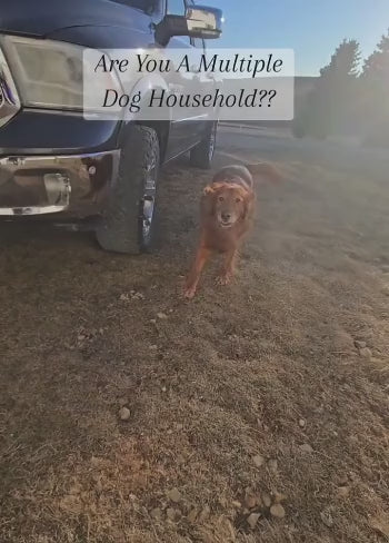 Collar ProTrain para perros de exterior con pitido y vibración, choque ajustable