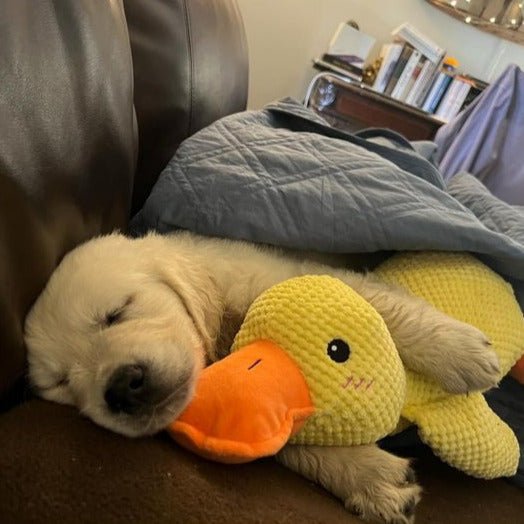 QuackPup Smart Quacking Duck Soft Toy For Pets Dogs Great Fetch