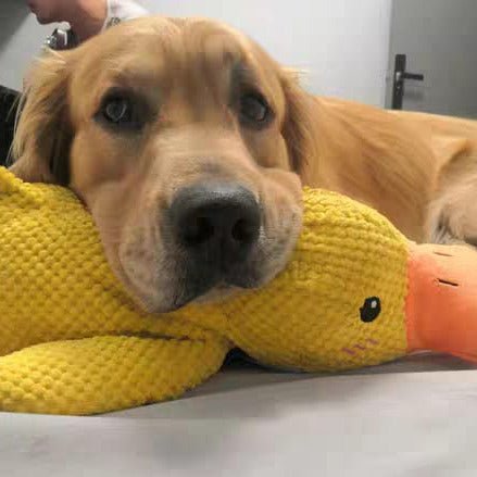QuackPup Smart Quacking Duck Soft Toy For Pets Dogs Great Fetch