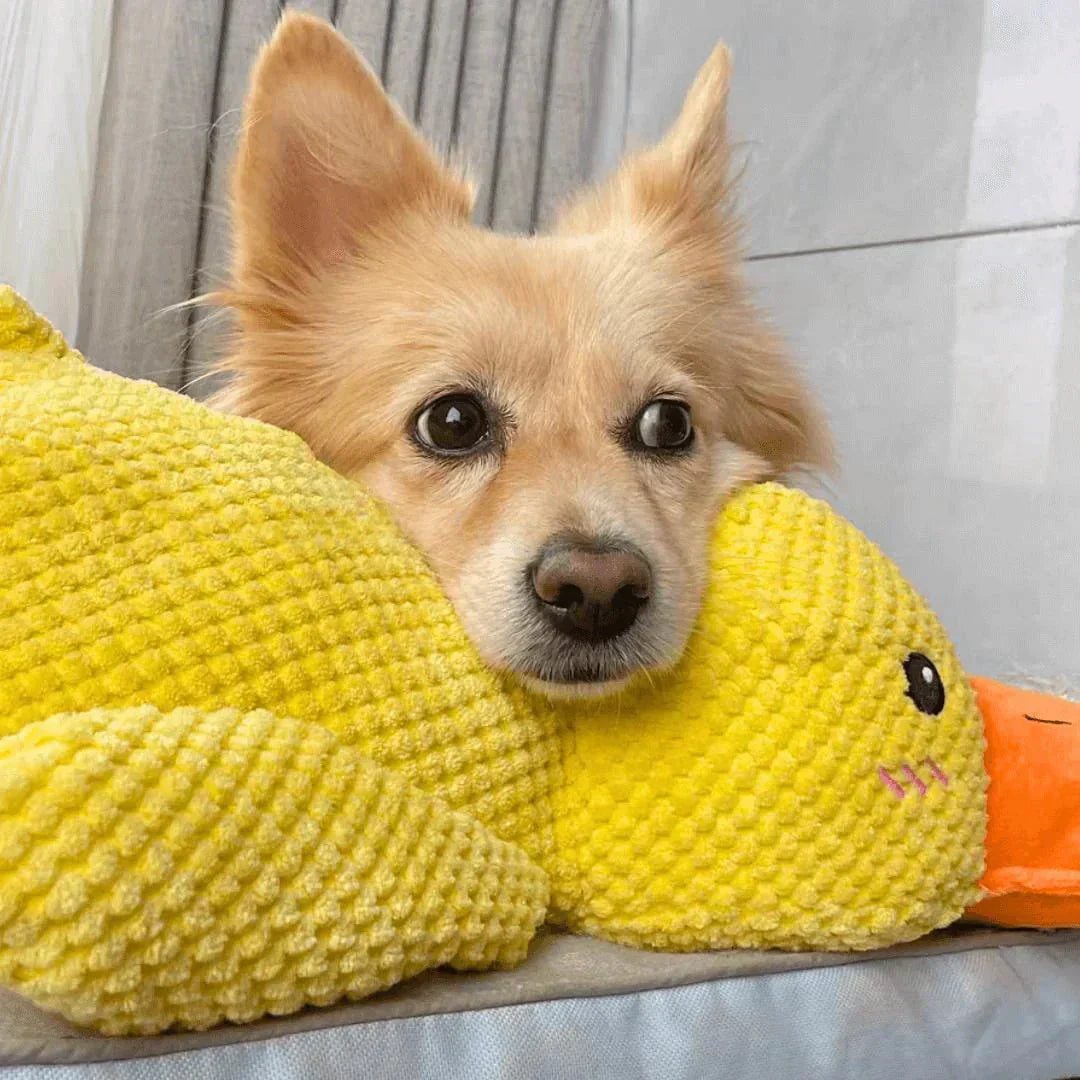 QuackPup Smart Quacking Duck Soft Toy For Pets Dogs Great Fetch