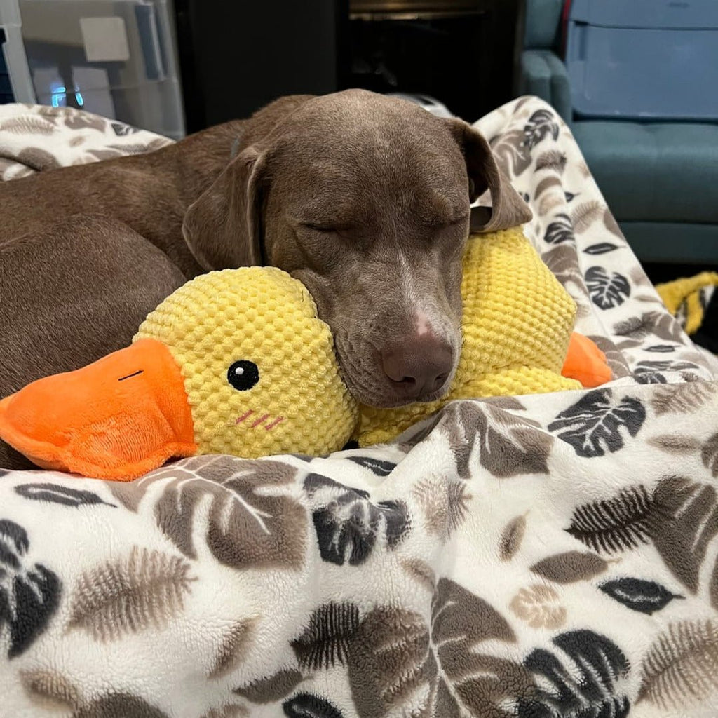 QuackPup Smart Quacking Duck Soft Toy For Pets Dogs Great Fetch