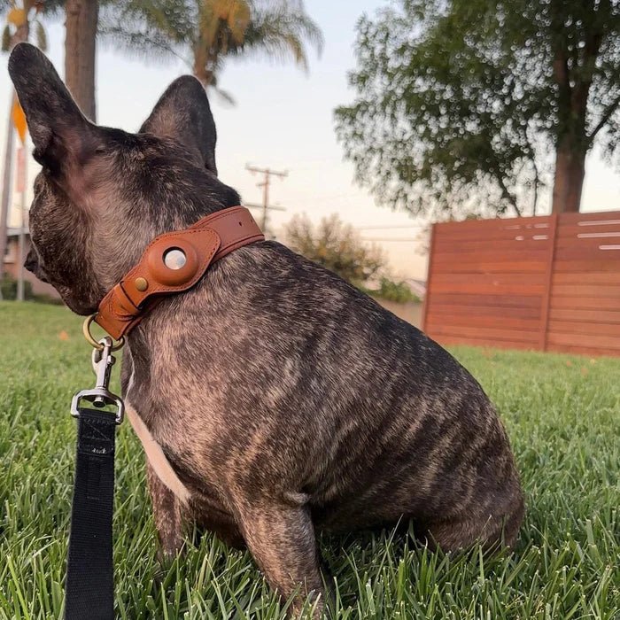 SafeTrack AirTag Pet Collar With Find My App And Android Tracker