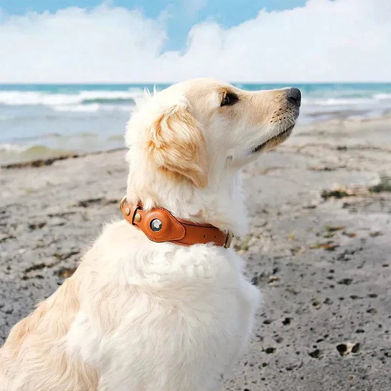 TrailGuard Premium Dog Collar With Secure Apple AirTag Pocket To Locate Your Dog