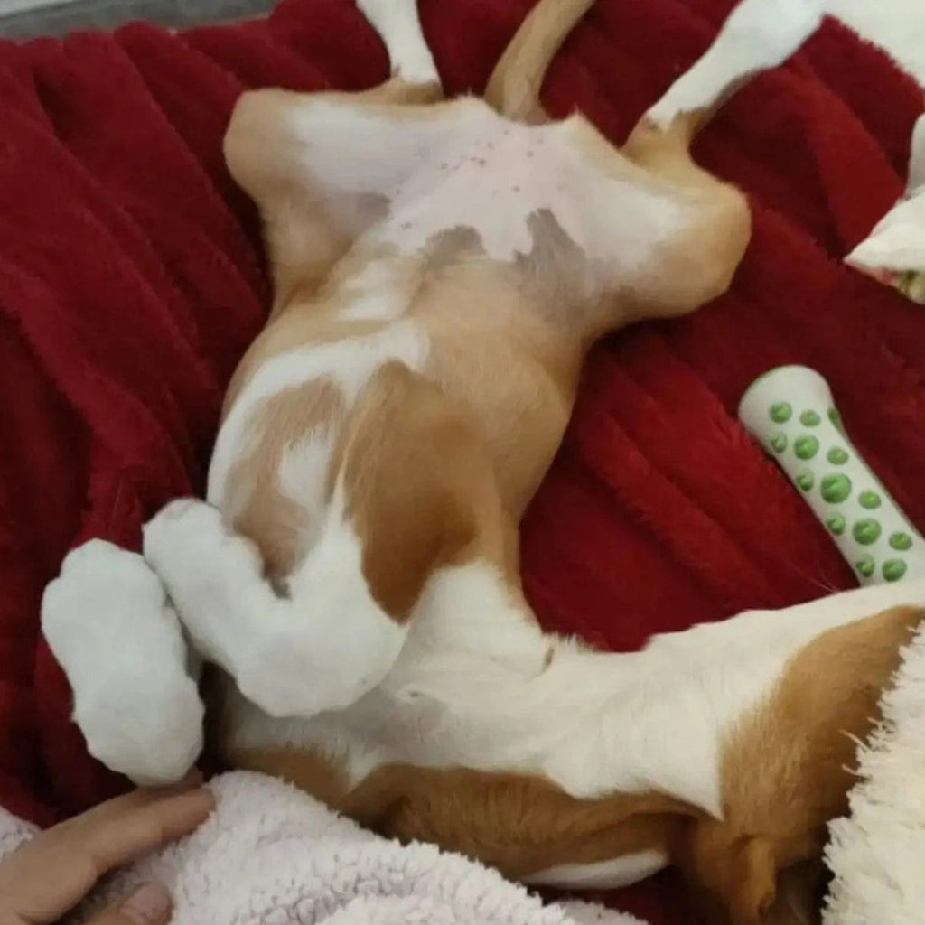 Giocattolo per cani ZenPaw lenitivo alla lavanda e camomilla con polimero
